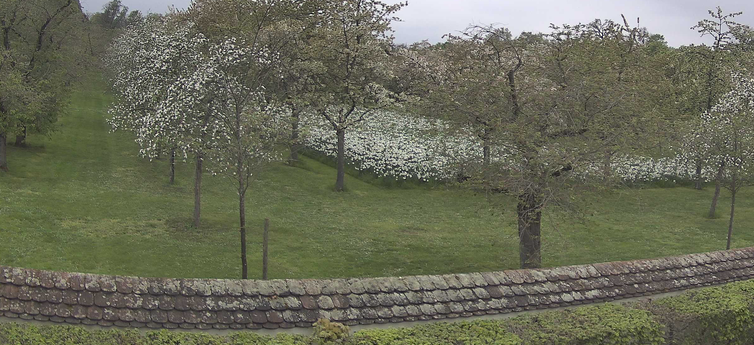 Aktueller Blühstand